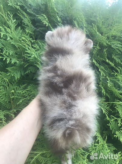 Померанский шпиц медвежьего типа Шоколадка мерле