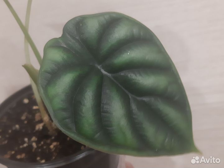 Алоказия Полли (детка)