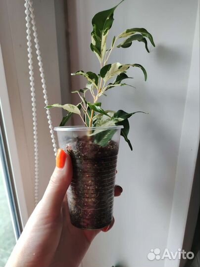 Фикус Кёрли