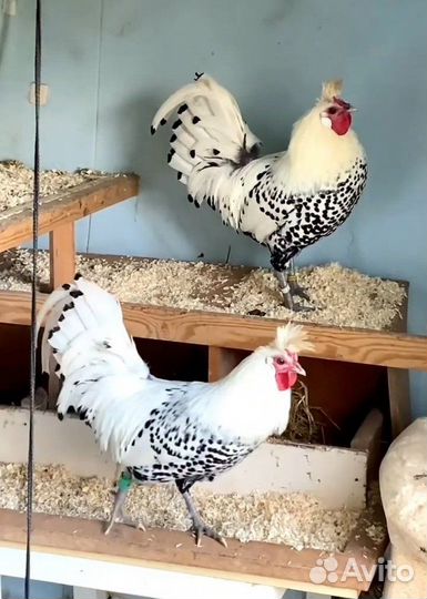 Куры Аппенцеллер Шпицхаубен инкубационное яйцо