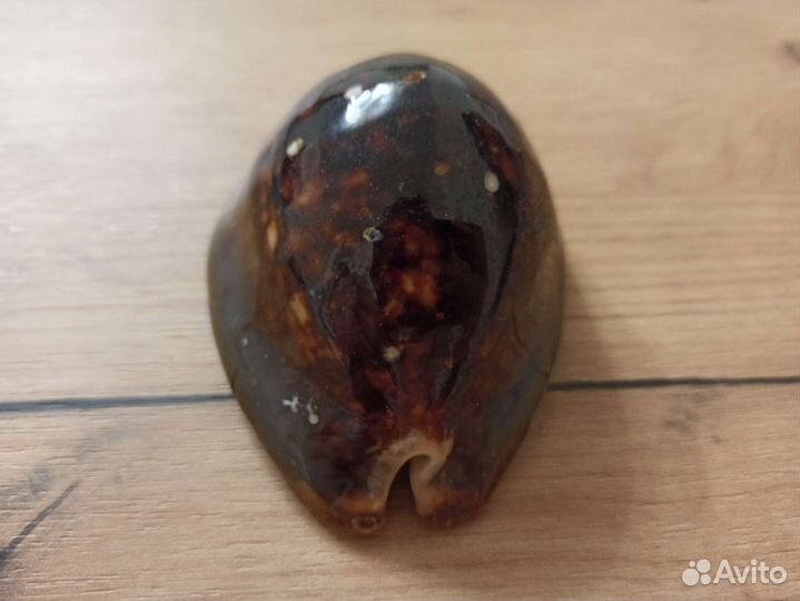 Морская раковина