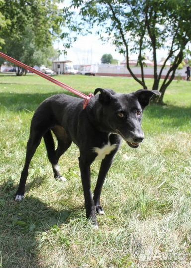 Собака Багира ищет дом