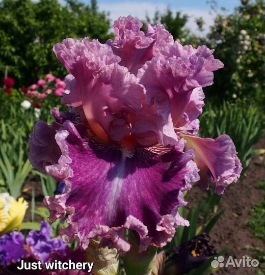 Ирисы бородатые