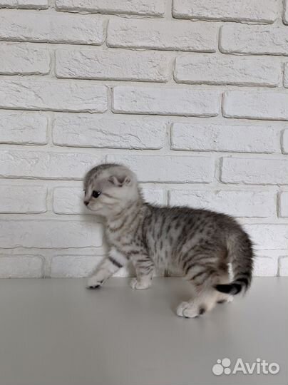 Кошка шотландская вислоухая