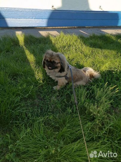 Вязка пекинес