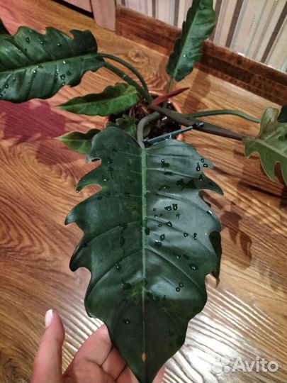 Филодендрон Карамель