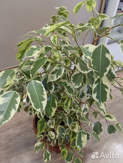 Фикус Бенджамина большой