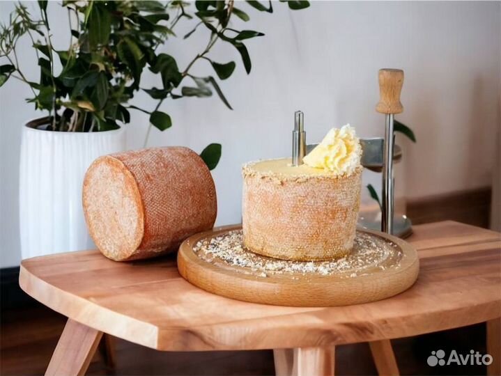 Сыр тет де муан твердый