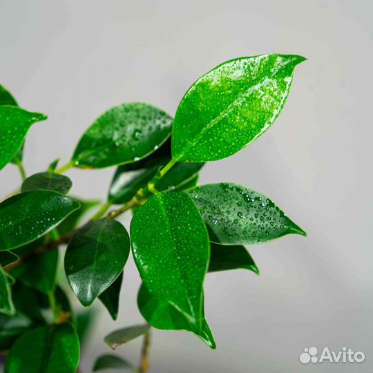 Дерево Бонсай - Баньян в стиле Мойоги 12 лет