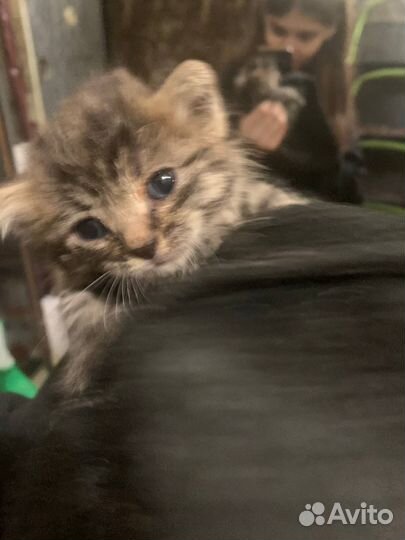 Котенок мальчик бесплатно