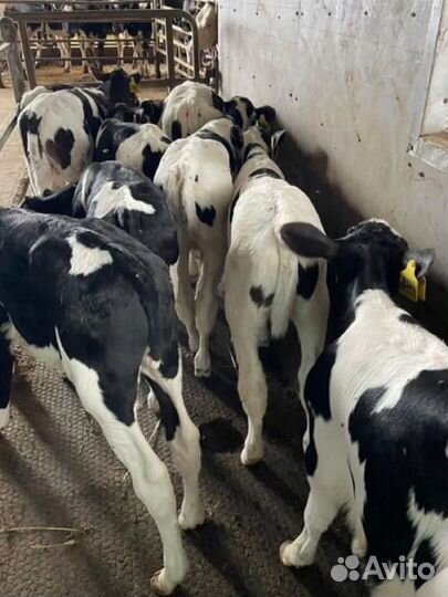 Бычки на откорм