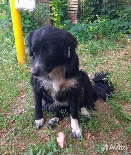 Собака помесь спаниель