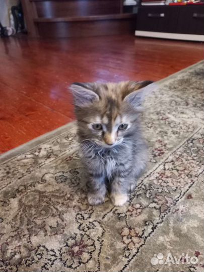 Кошка в дар бесплатно