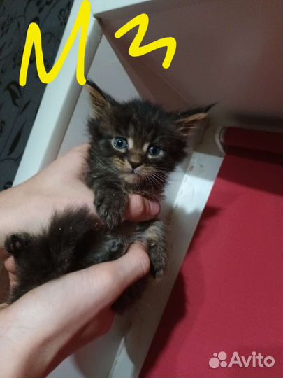 Котята мейн-кун