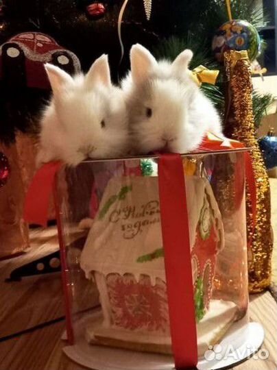 Карликовый кролик