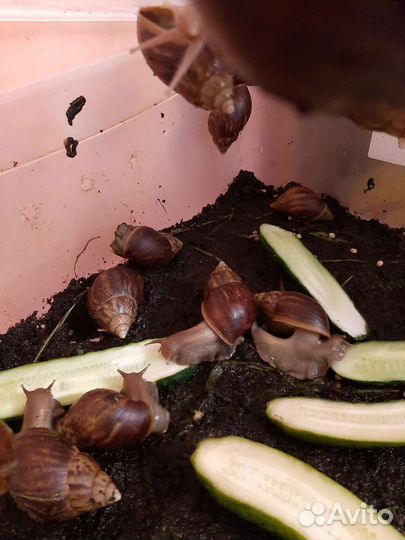 Улитки ахатины