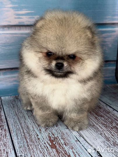 Померанский шпиц мини