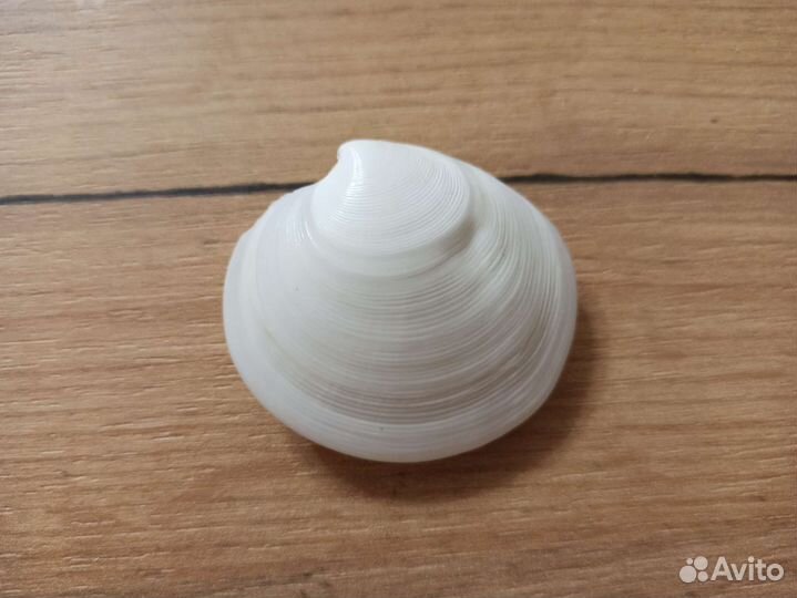 Морская раковина