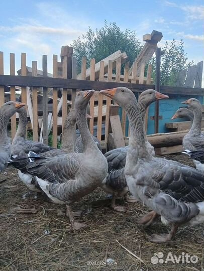 Гусь крупный серый