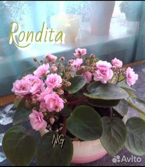 Сортовые фиалки