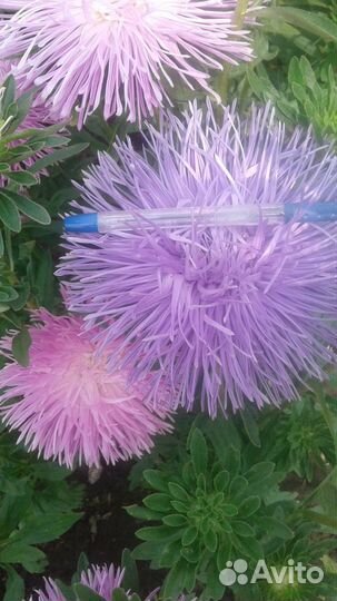 Цветы и семена астры