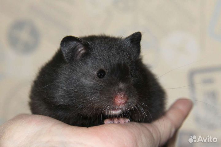 Хомяки сирийские