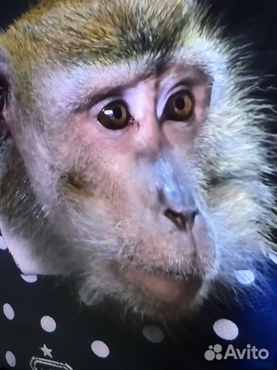 Домашняя обезьяна