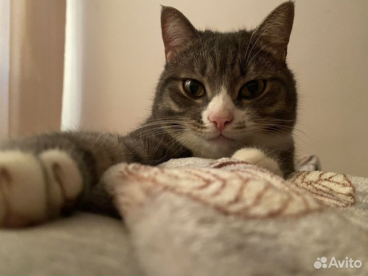 Котик в добрые руки