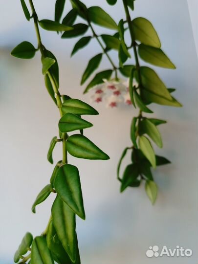 Ампельные хойи на срез и укоренение