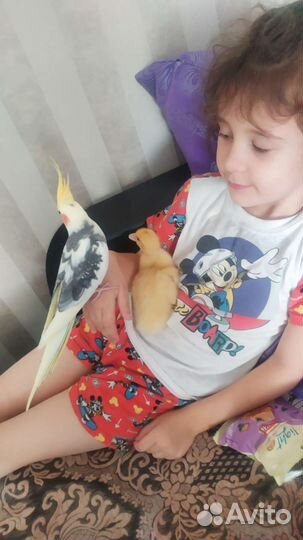 Ручной говорящий попугай