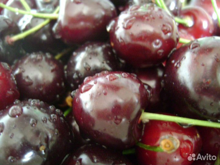 Питомник С реализует черешню Ипуть