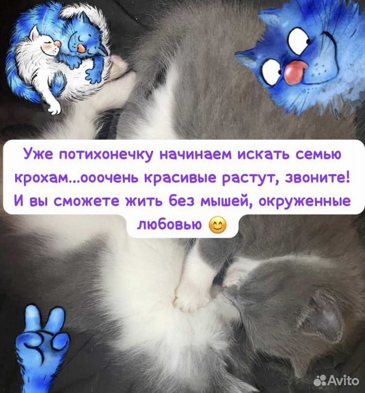 Котята в добрые руки