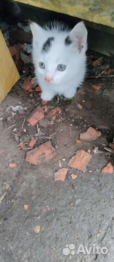 Котенок