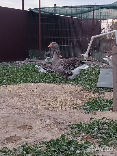 Тулузские гуси