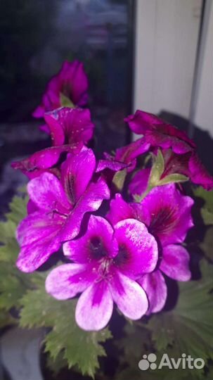 Пеларгония герань королевская