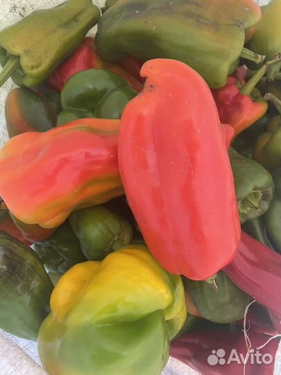 Перец сладкий
