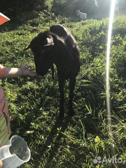 Коза зааненская