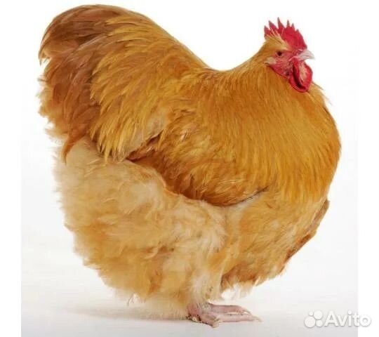 Петухи орпингтоны