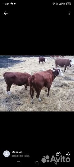 Телки с телятами казахская белоголовая подсосные