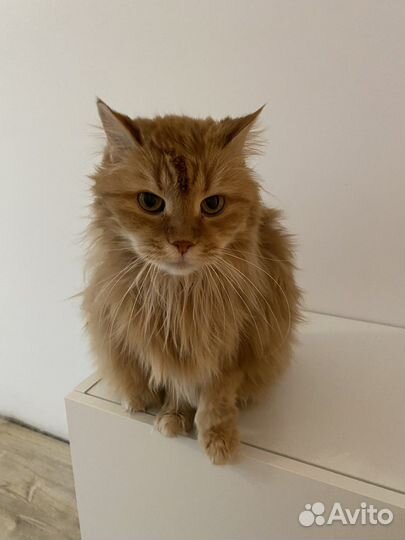 Рыжая пушистая кошка - Кузьминишна Ваше счастье