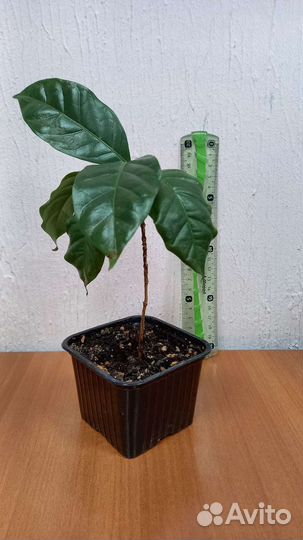 Кофейное дерево комнатное