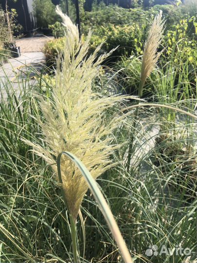Кортадерия саженцы