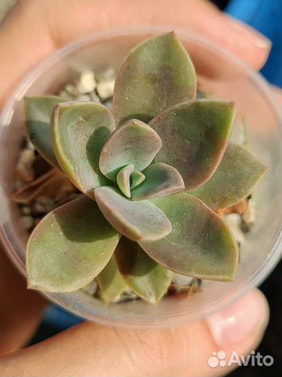 Суккуленты