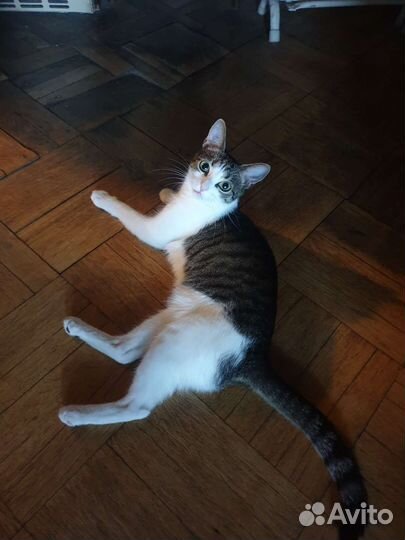 Кошка в дар бесплатно