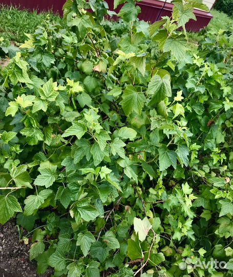 Смородина красная и черная