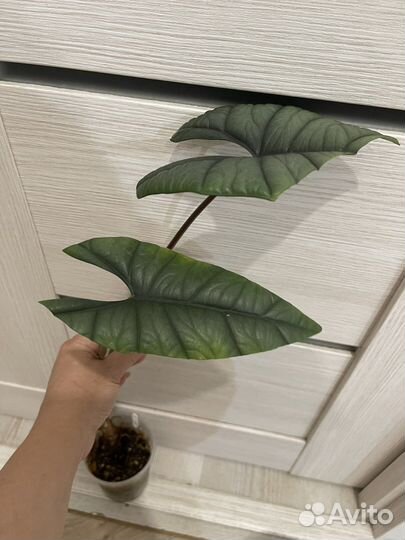 Взрослые алоказии