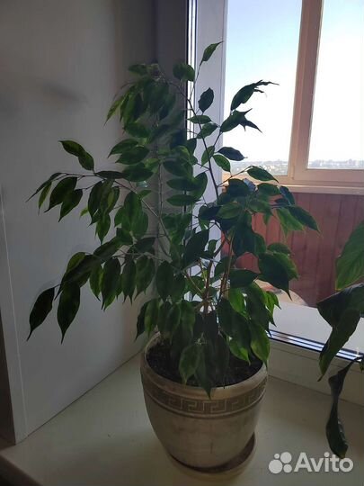 Фикус бенджамина