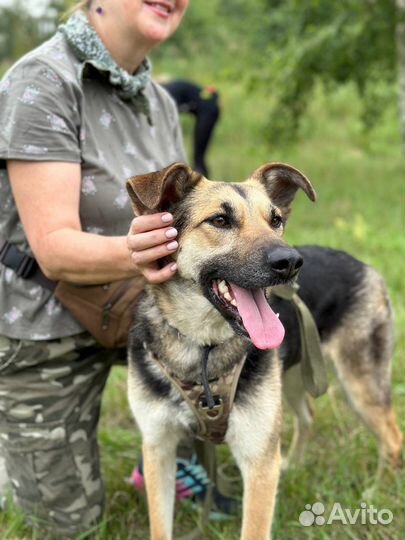Очаровательная собака в поисках дома