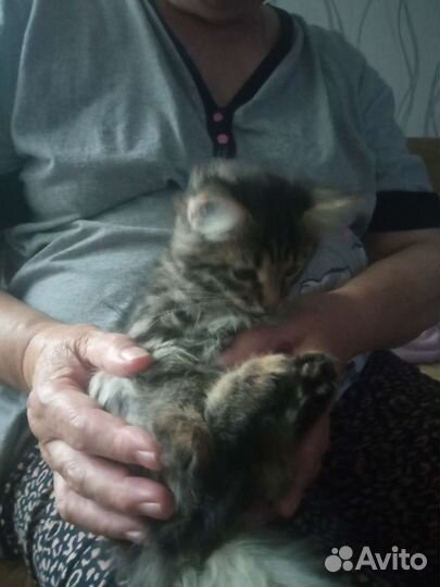 Кошка маруся