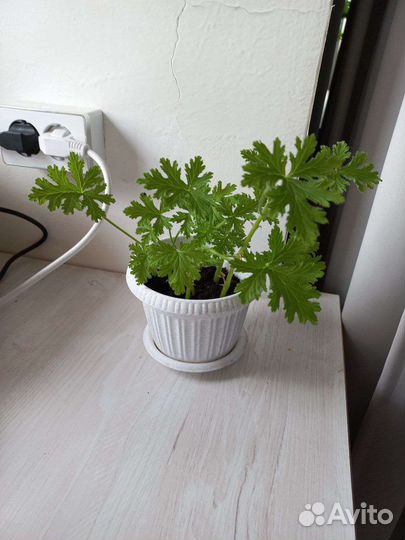 Герань душистая